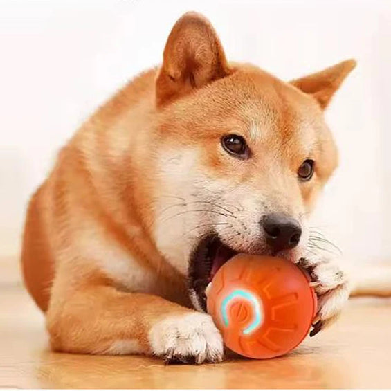 Bola inteligente gato ou cachorro
